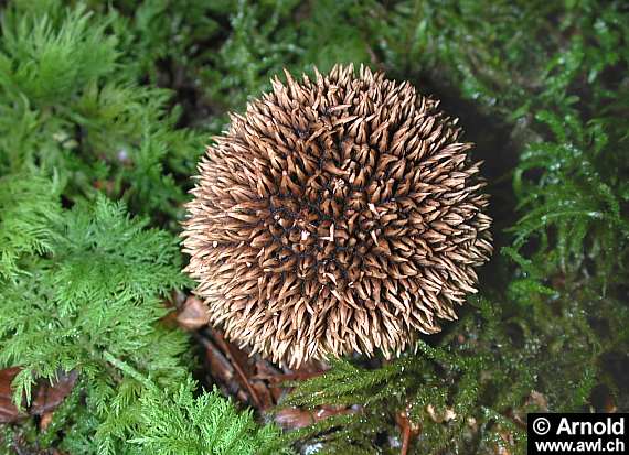 lycoperdon_echinatum_gross.jpg (54126 Byte)