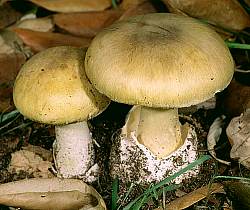amanita_phalloides.jpg (14717 Byte)
