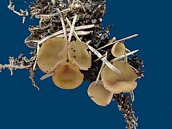 neuer_pilz.jpg (11726 Byte)