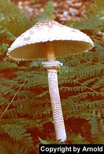 parasol.jpg (13431 Byte)