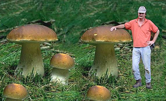 aw_steinpilz_mehrere.jpg (54762 Byte)