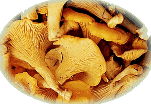 Pilze: Pfifferlinge