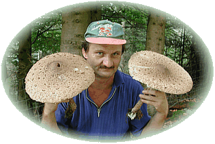 parasol.gif (39764 Byte)