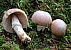 pilz_einzeln.jpg (2297 Byte)