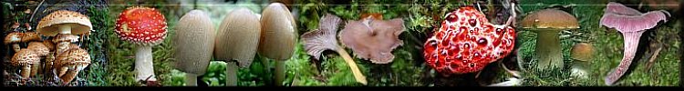 Pilze: Pilzlinie_3d