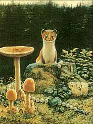 Pilze: Pilze und Marder