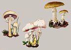 Champignons mit Doppelg�nger