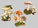 Wiesenchampignon und Doppelg�nger