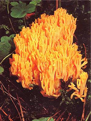 ramaria_aurea.jpg (35115 Byte)