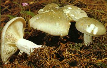 lepista_nebularis.jpg (25883 Byte)