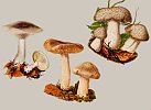 Nebelkappe mit Doppelg�ngern)