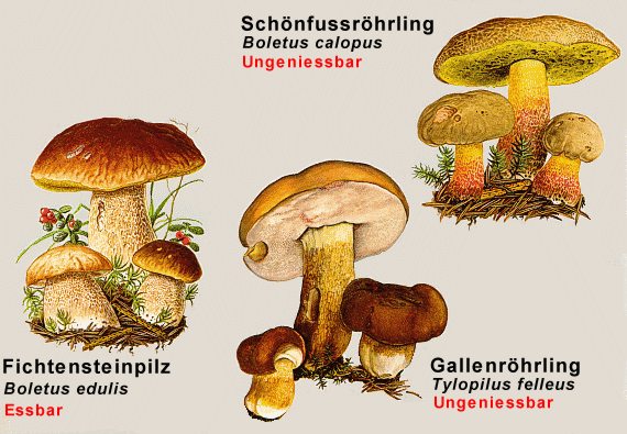 roehrlinge_ver_gross.jpg (62798 Byte)