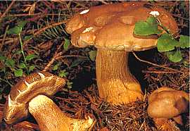 tylopilus_felleus.jpg (13461 Byte)