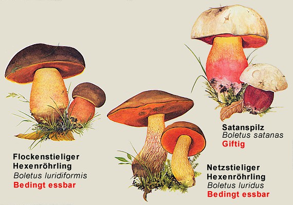 Pilzvergleiche: Satanspilz und Hexenröhrlinge