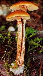 galerina_marginata.jpg (7216 Byte)