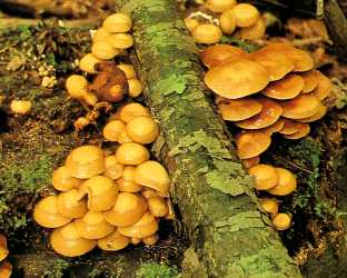 kuehneromyces_mutabilis_2_gross.jpg (17896 Byte)
