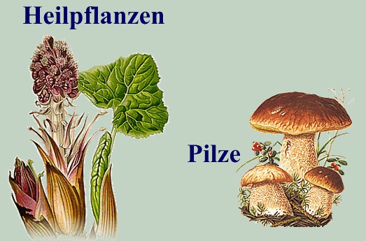 Heilpflanzen, Pilze