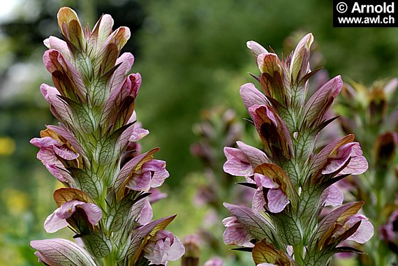 Acanthus mollis - Wahrer oder Weicher Bärenklau