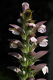 Acanthus mollis - Wahrer oder Weicher Bärenklau