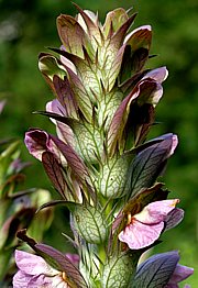 Acanthus mollis - Wahrer oder Weicher Bärenklau