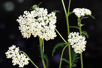 Schafgarbe mit Blüten