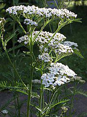 Schafgarbe - Achillea millefolium