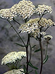 Schafgarbe mit Blütenständen (Achillea millefolium)