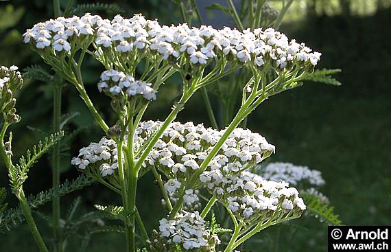 Die blühende Schafgarbe (Achillea millefolium)