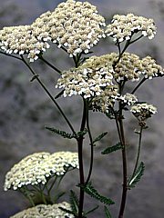 Schafgarbe - Achillea millefolium