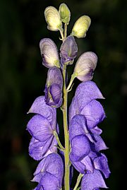 Aconitum napellus