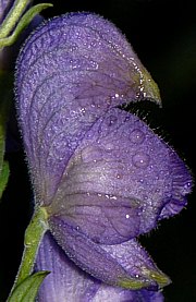 Blüte vom Blauen Eisenhut