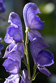 Aconitum napellus