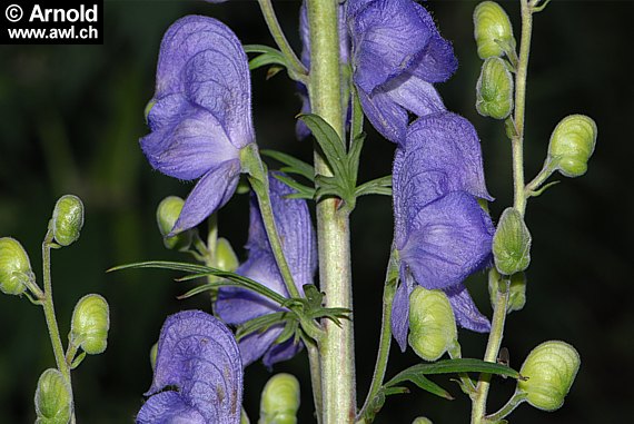 Aconitum napellus - Blauer Eisenhut