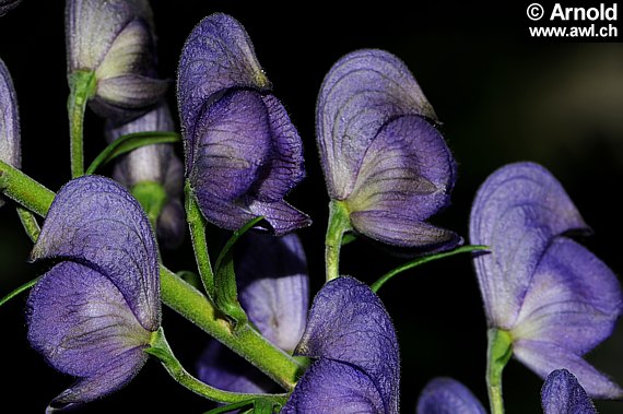 Blüten des Blauen Eisenhutes