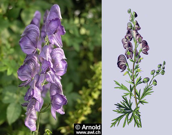 Blauer Eisenhut - Aconitum napellus