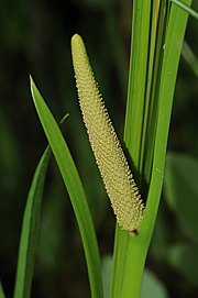 Acorus calamus - Kalmus