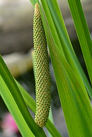 Acorus calamus - Kalmus