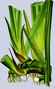 Acorus calamus - Kalmus