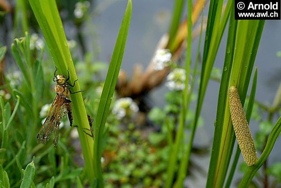 Kalmus (Acorus calamus)