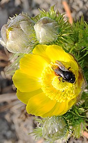 Adonisröschen ( Blüte mit Insekt)