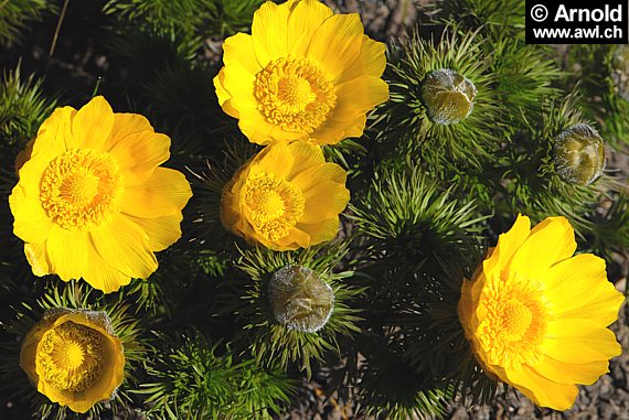 Adonis vernalis