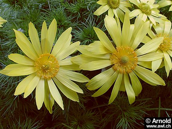 Adonisröschen (Adonis vernalis)