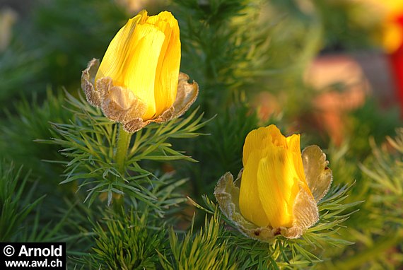 Frühlings-Adonisröschen (Adonis vernalis)