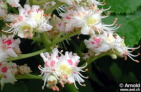 Einzelne Blüten der Rosskastanie (Aesculus hippocastanum)