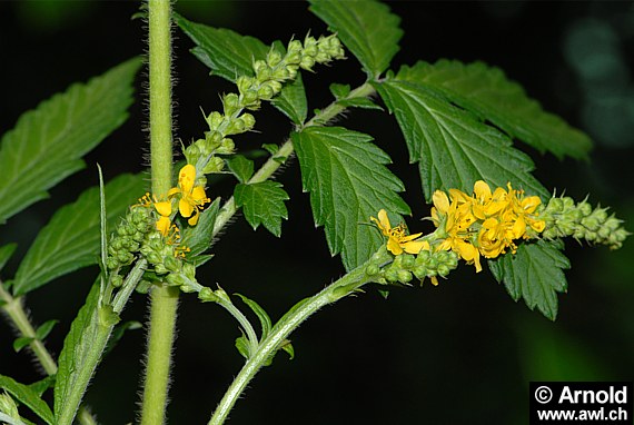 Agrimonia eupatoria - Kleiner Odermennig