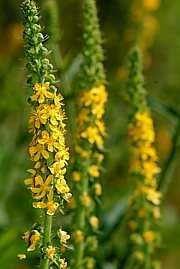 Agrimonia eupatoria - Bild 1