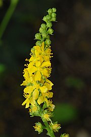 Agrimonia eupatoria - Bild 2