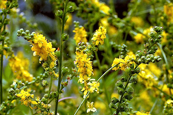 Kleiner Odermennig (Agrimonia eupatoria)