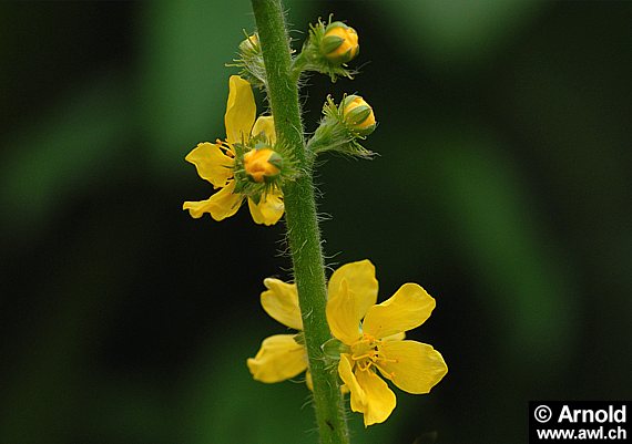 Odermennig (Agrimonia eupatoria)