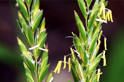 Gemeine Quecke (Agropyron repens)